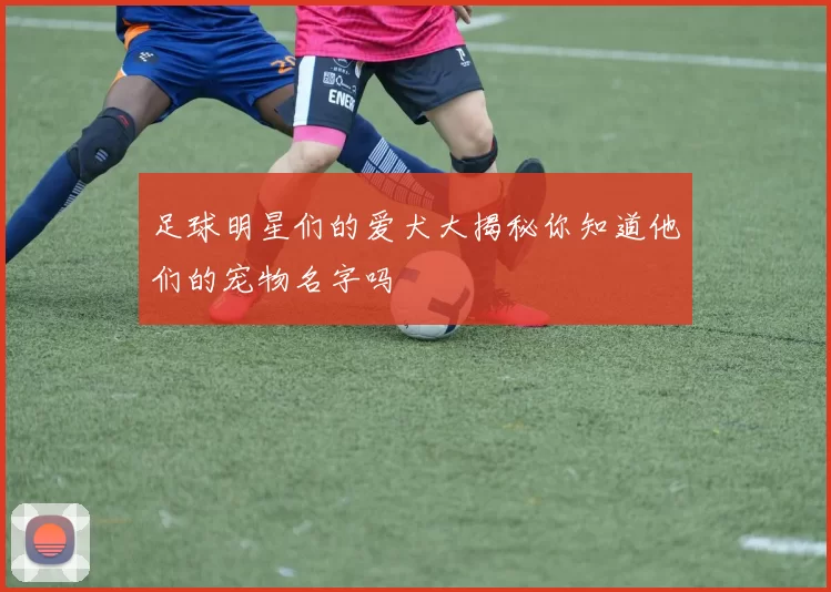 足球明星们的爱犬大揭秘你知道他们的宠物名字吗